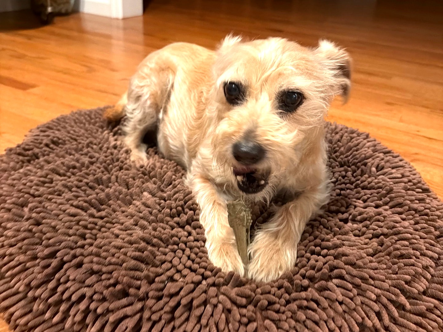 Small terrier dog relaxing on a round brown pet bed at home during an evening visit