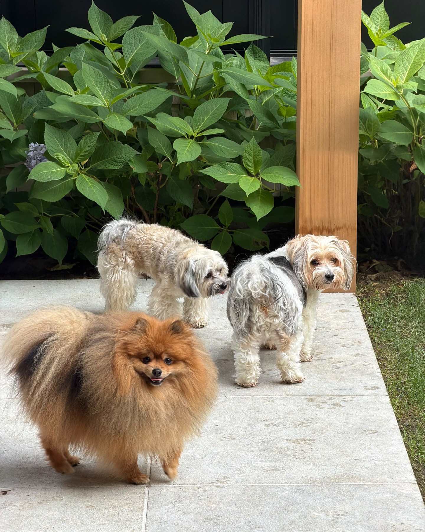 A Pomeranian and two small fluffy dogs together on a stone patio